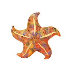 Geltona pliušinė jūrų žvaigždė