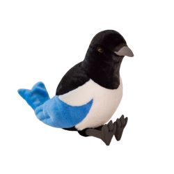 Pliušinė šarka su mėlyna uodega