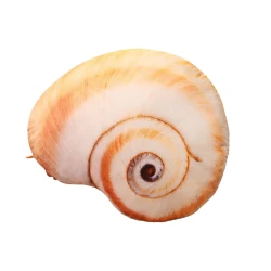 Pliušinis sraigės kriauklės formos žaislas