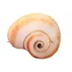 Plush Snail Shell Mascot Pillow 50 x 40 cm Pliušiniai žaislai